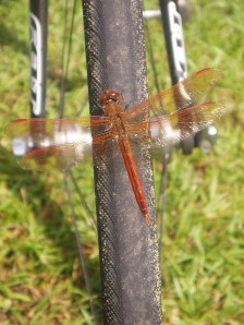 Dragonfly on awheel at the 1st SAG